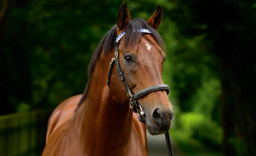 Darley Stallion Exceed And Excel