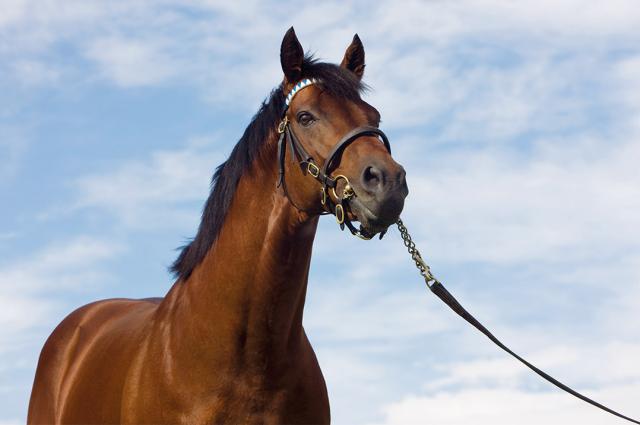 Thoroughbred racehorse stallions at stud from Godolphin’s sister company